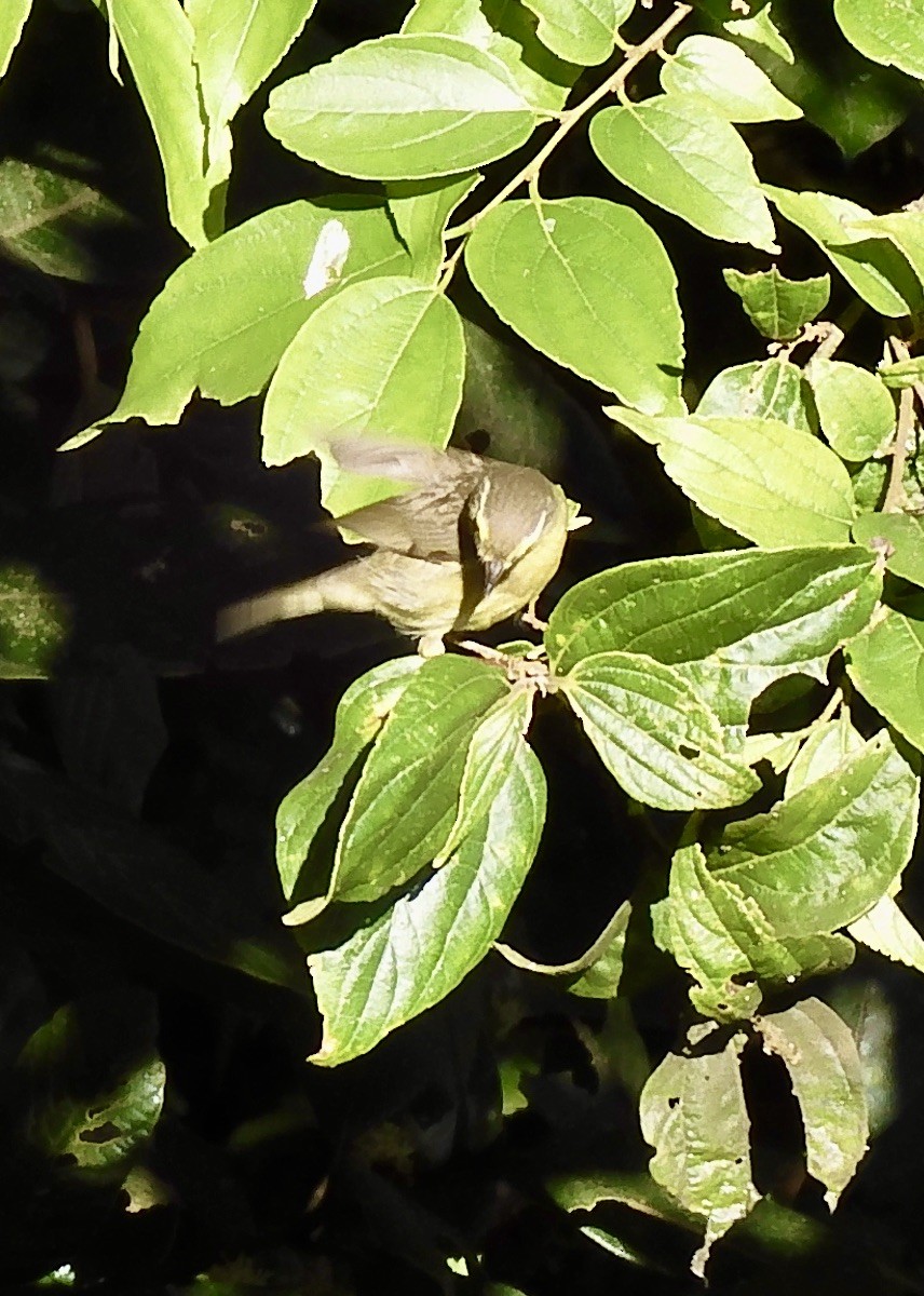 Tickell Çıvgını - ML646788874