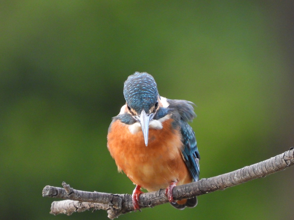 isfugl - ML646788876