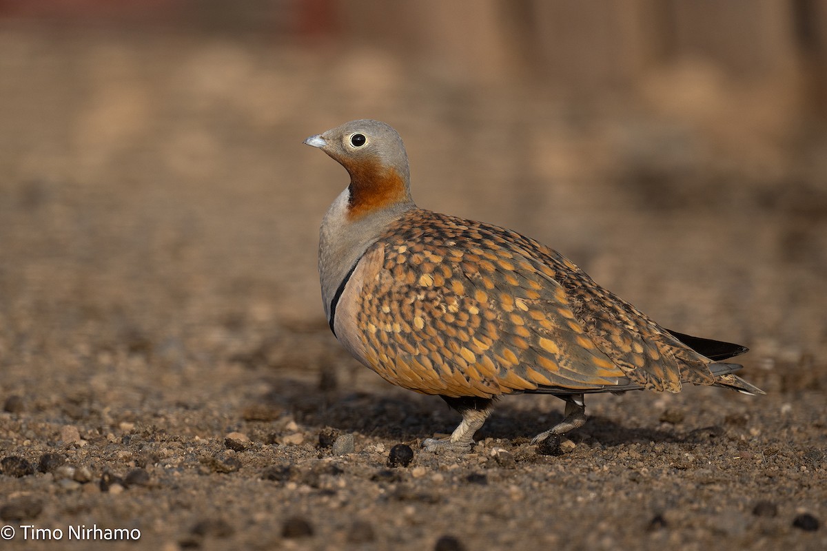 Black-bellied Sandgrouse - ML646788877