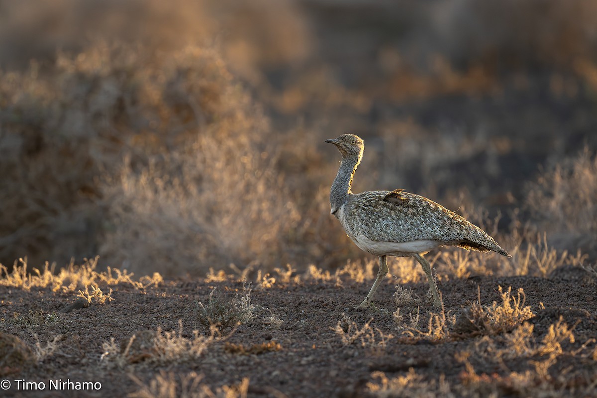 African Houbara - ML646788878