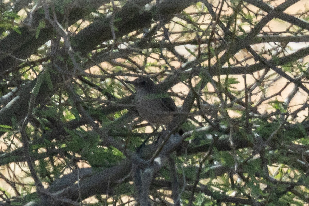 Karoo Chat - ML646788881