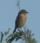 European Stonechat - ML646788882