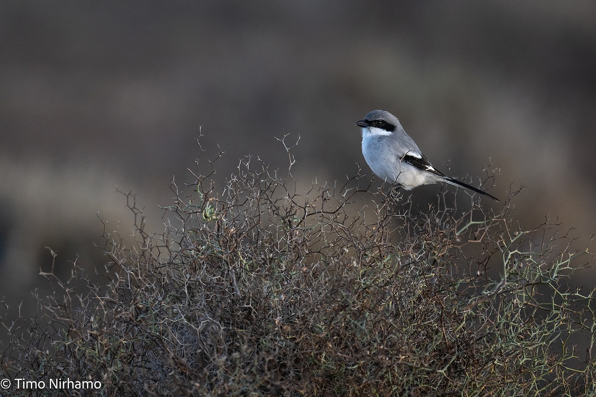 Great Gray Shrike - ML646788884
