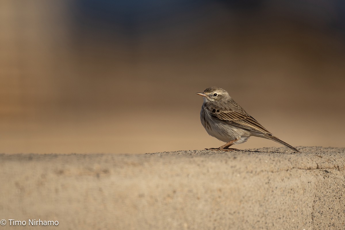 Berthelot's Pipit - ML646788886