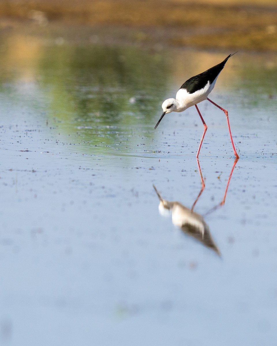 Black-winged Stilt - ML646788887