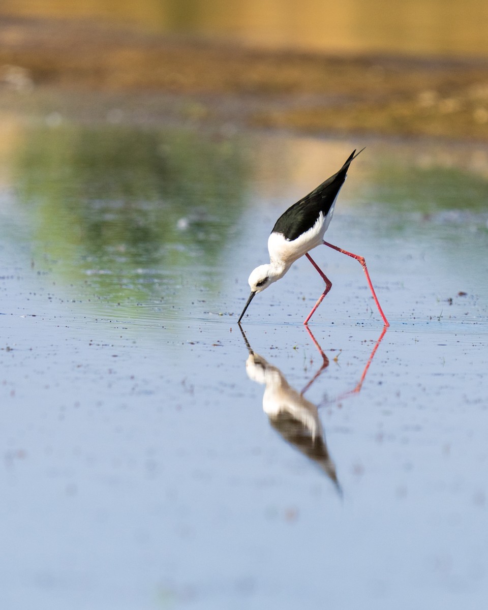 Black-winged Stilt - ML646788889