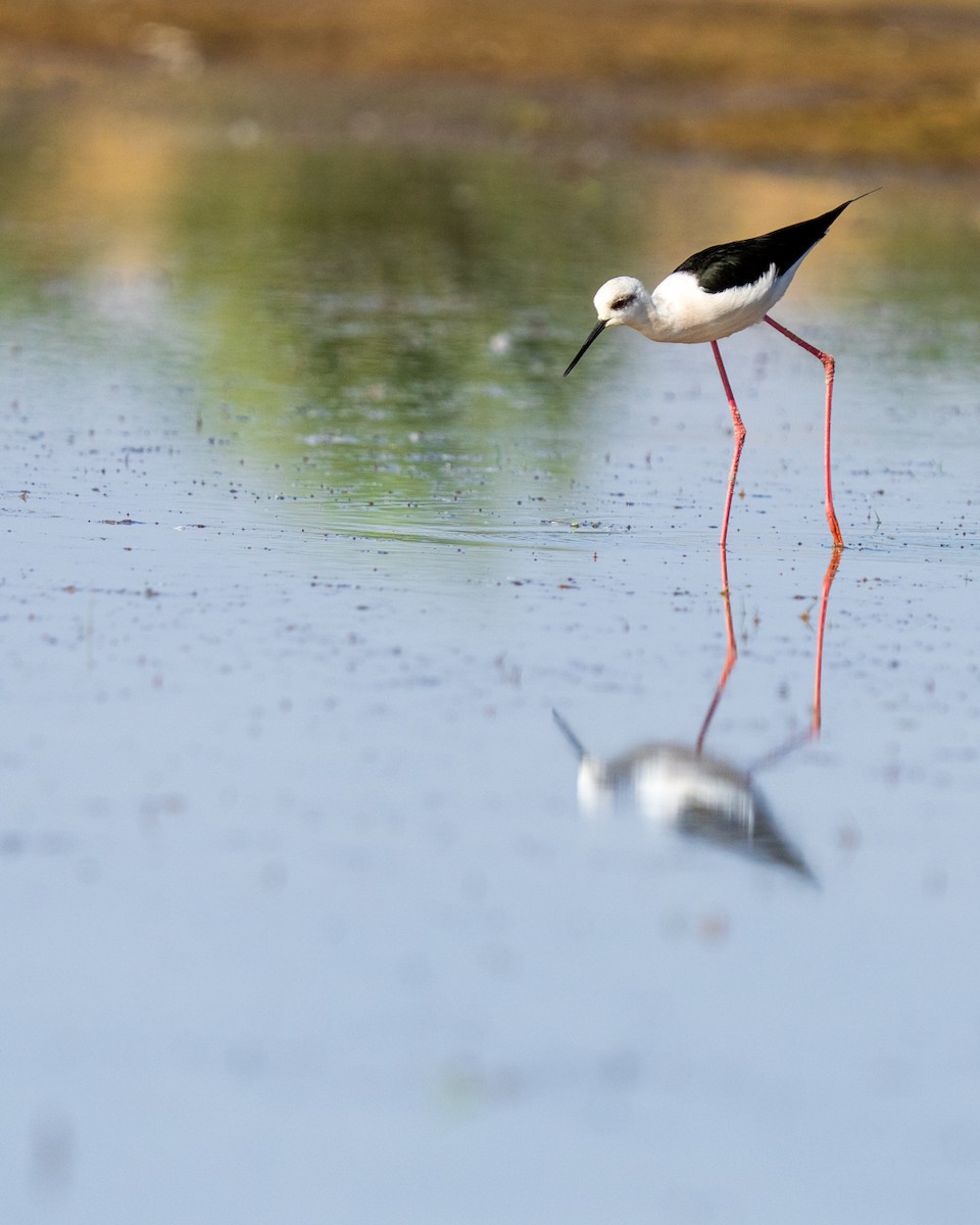 Black-winged Stilt - ML646788890