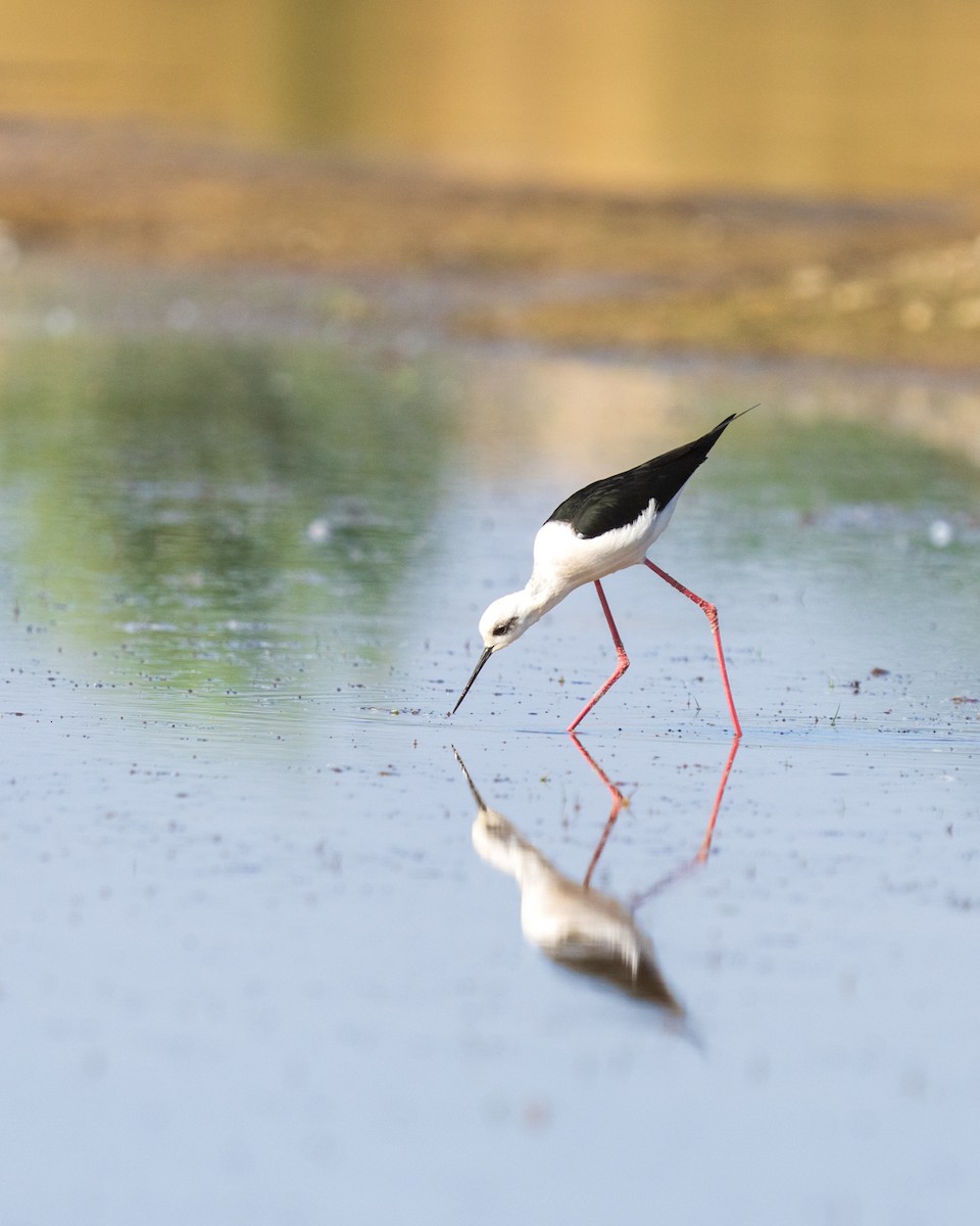 Black-winged Stilt - ML646788891