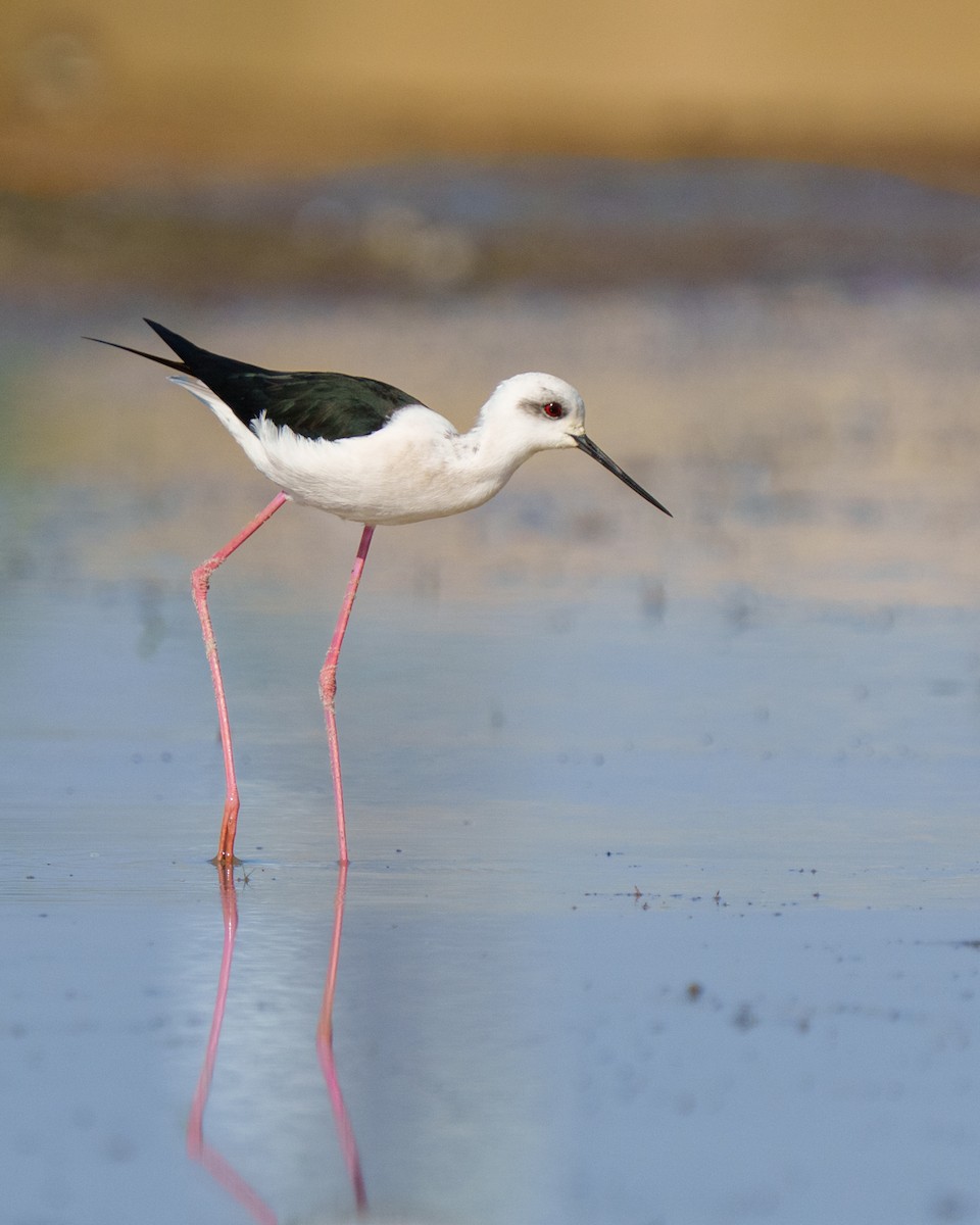 Black-winged Stilt - ML646788892