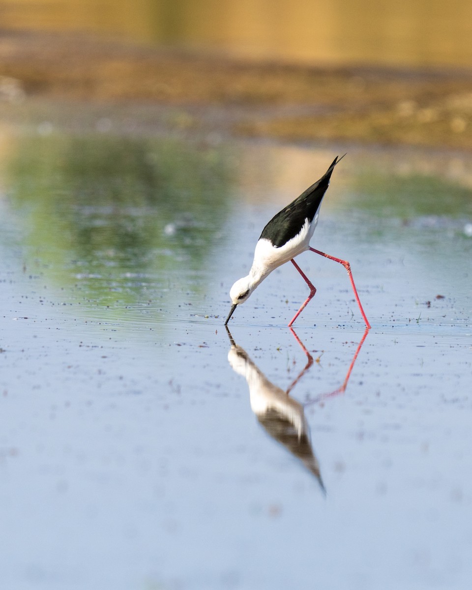 Black-winged Stilt - ML646788893