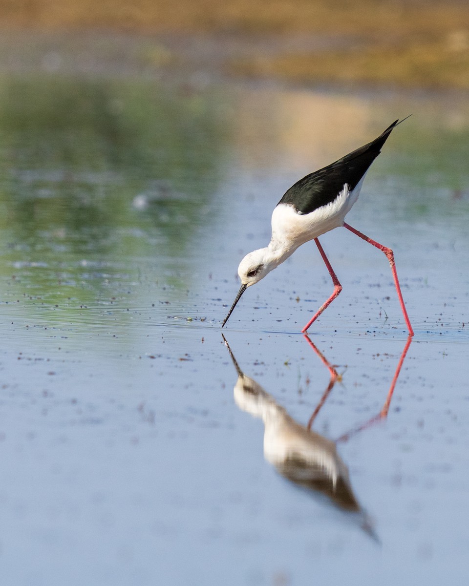 Black-winged Stilt - ML646788894