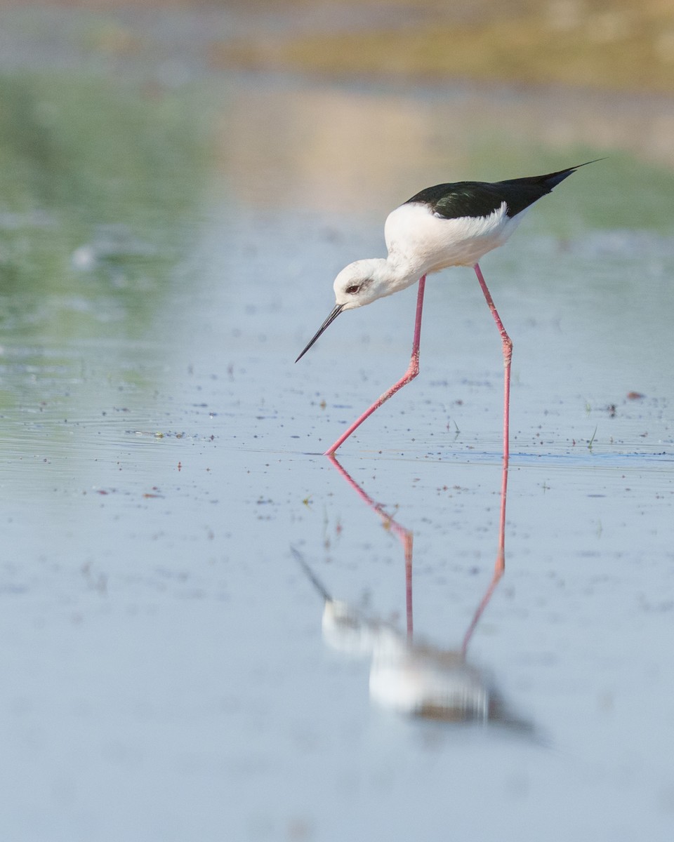 Black-winged Stilt - ML646788895