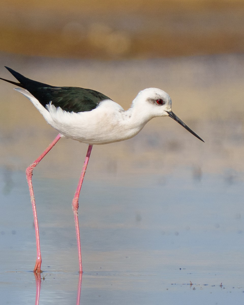 Black-winged Stilt - ML646788896