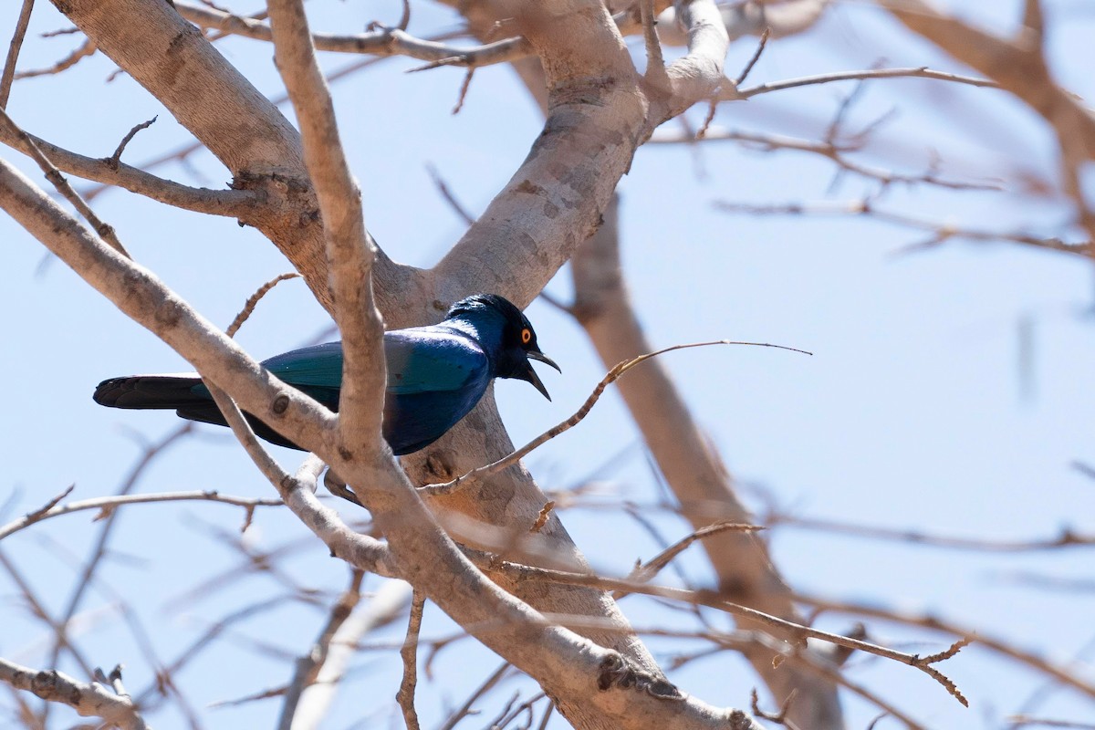 Greater Blue-eared Starling - ML646788898