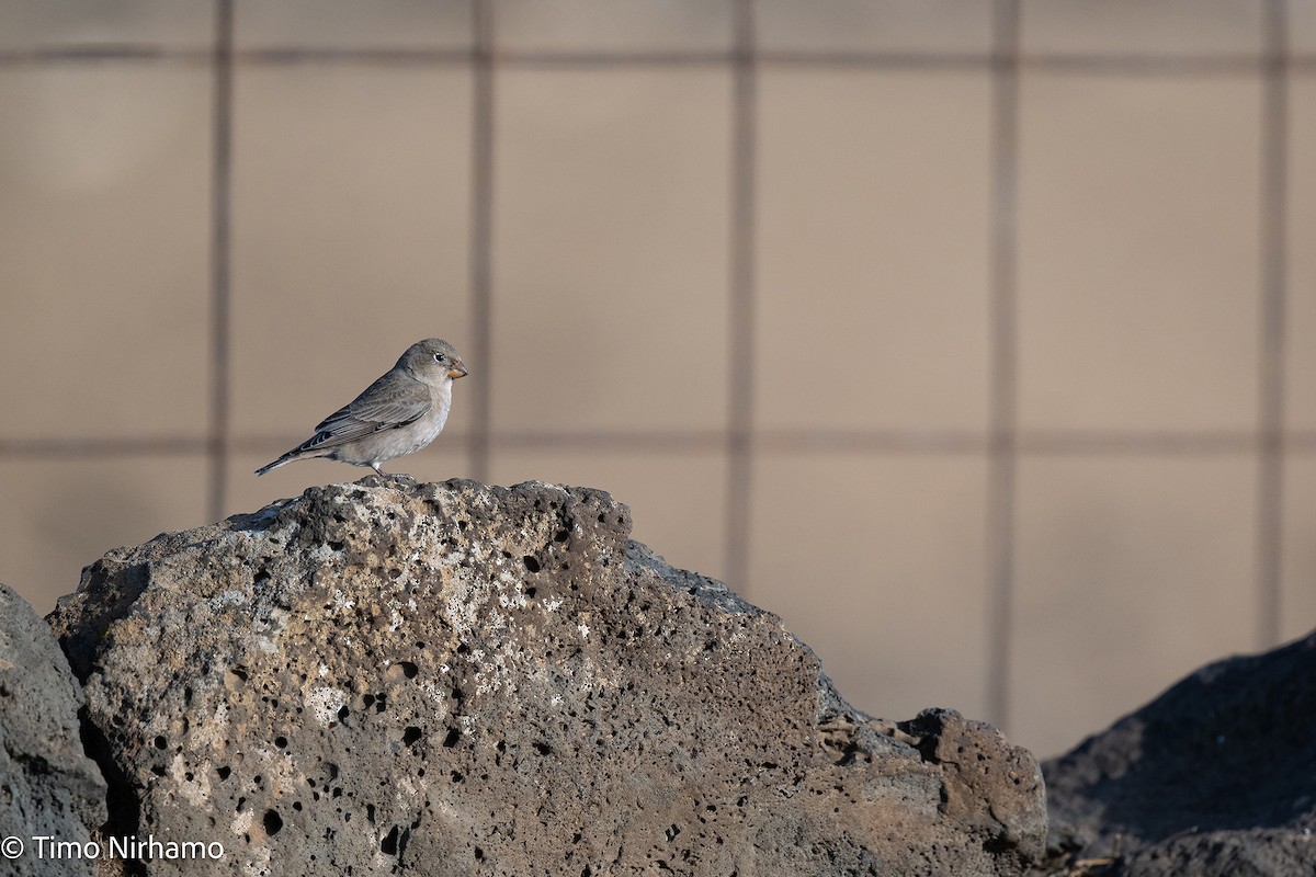 Trumpeter Finch - ML646788900