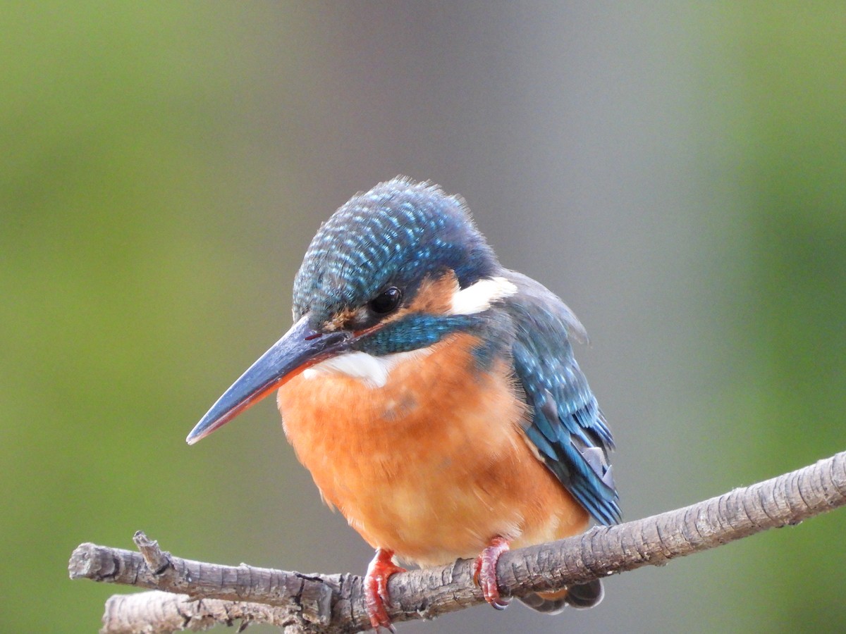 isfugl - ML646788901