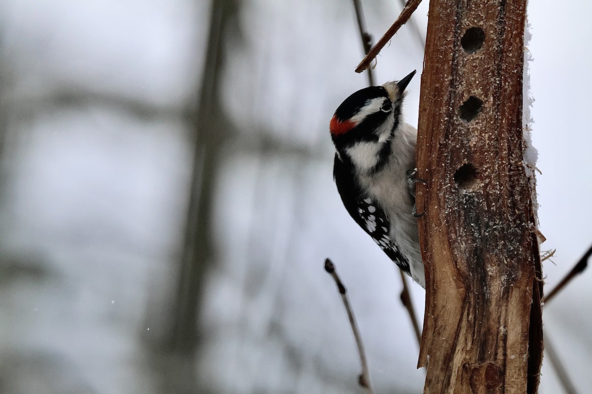 Pico Pubescente - ML646788903
