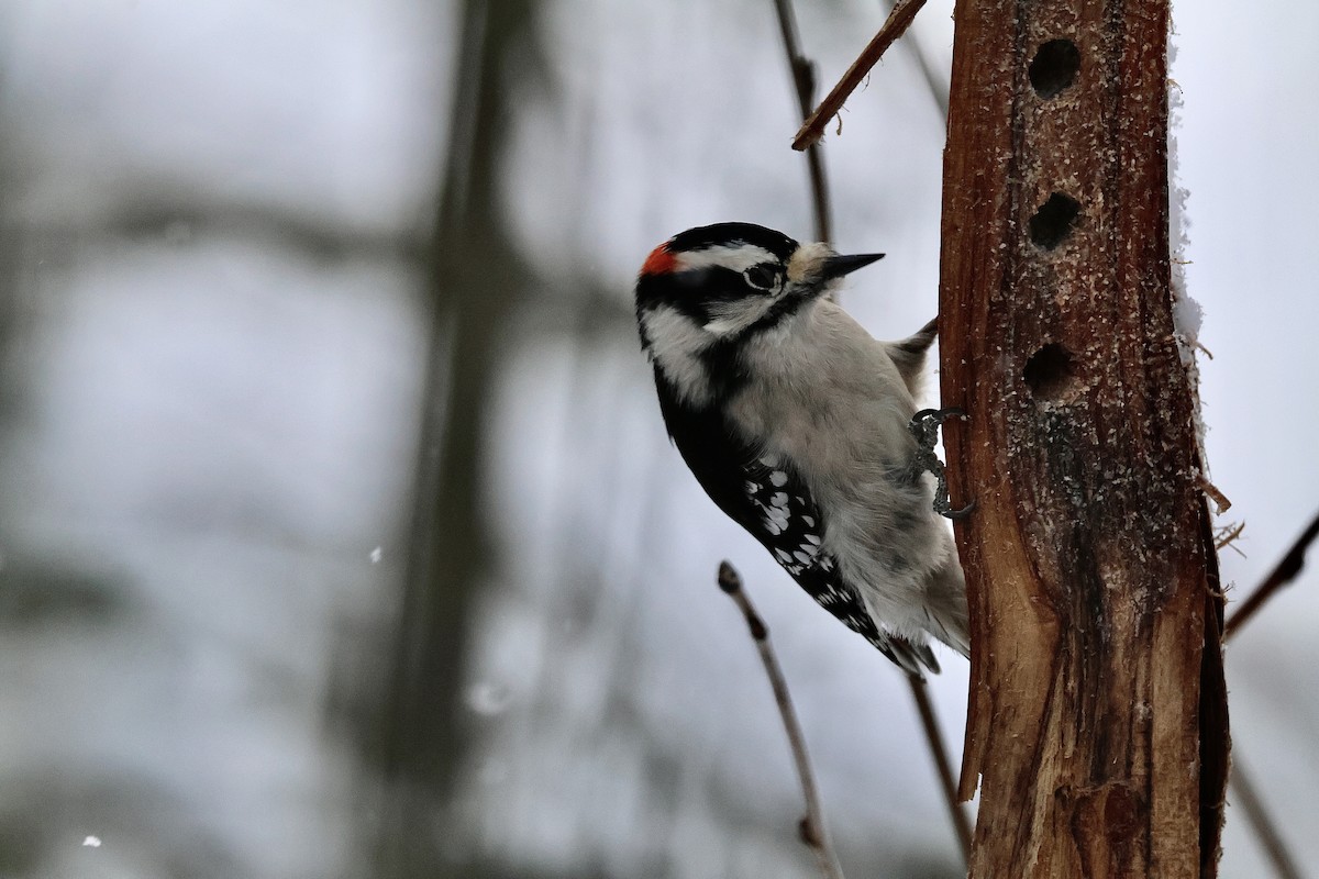 Pico Pubescente - ML646788904