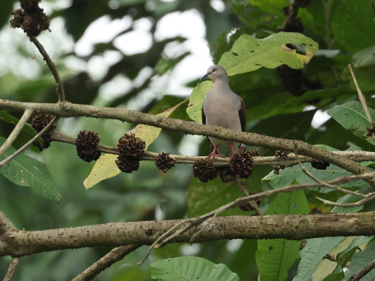 Pallid Dove - ML646788905