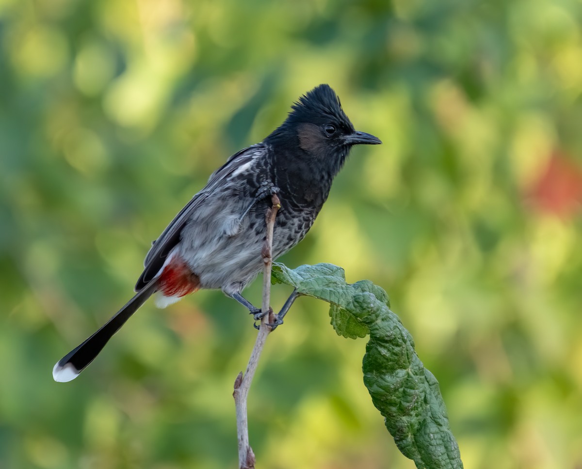 בולבול אדום-שת - ML646788906