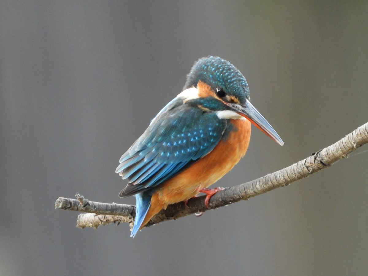 isfugl - ML646788907