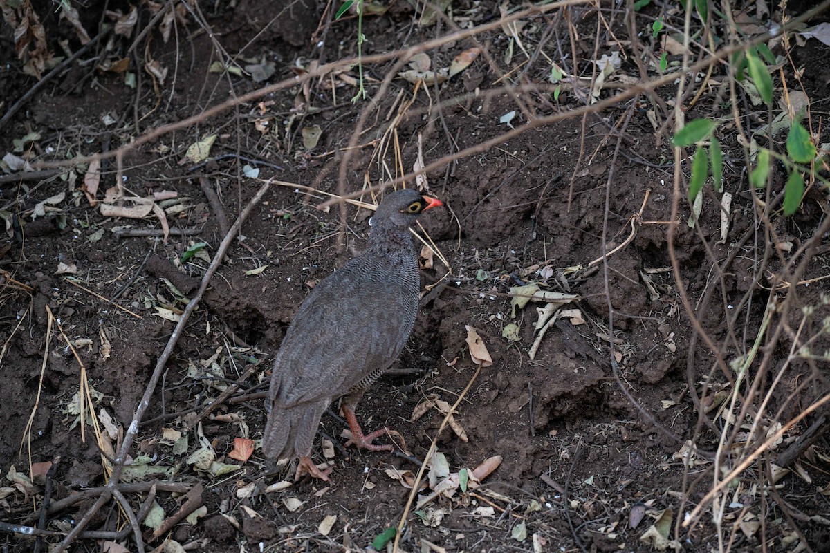 Red-billed Spurfowl - ML646788908