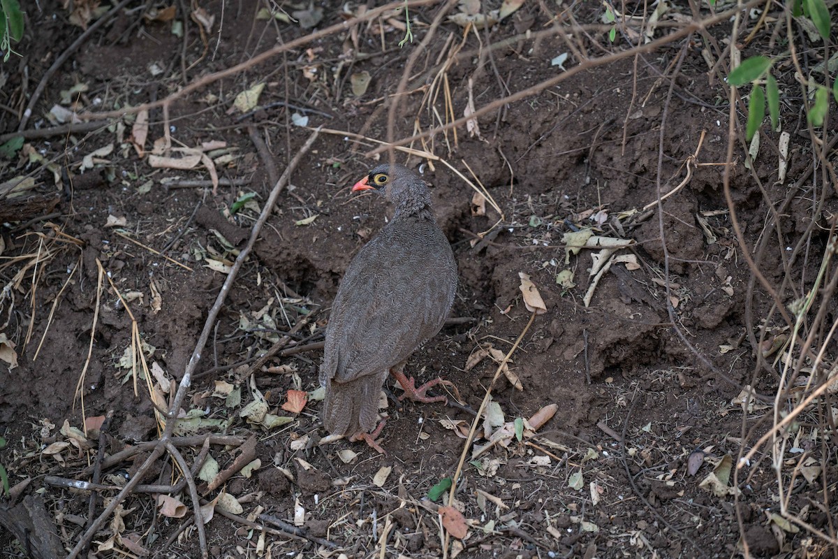 Red-billed Spurfowl - ML646788909