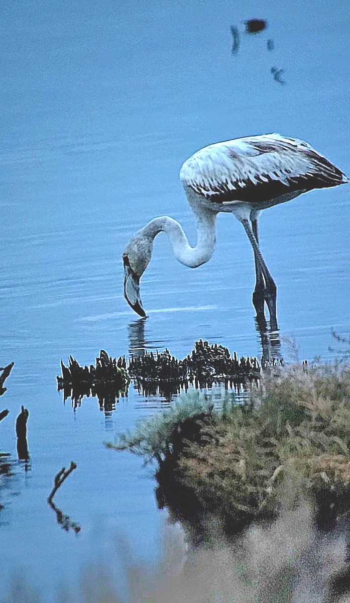 Фламінго рожевокрилий - ML646788910