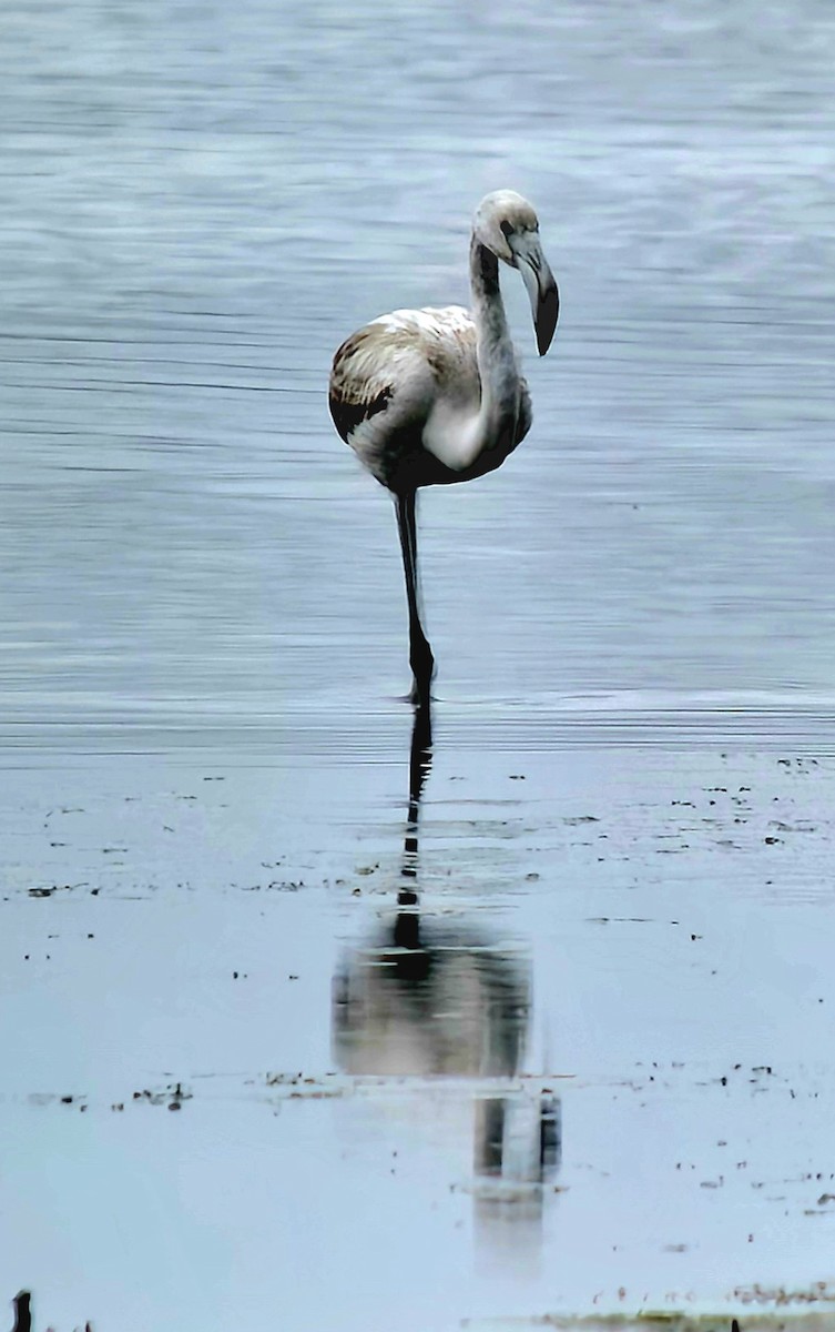 Фламінго рожевокрилий - ML646788911