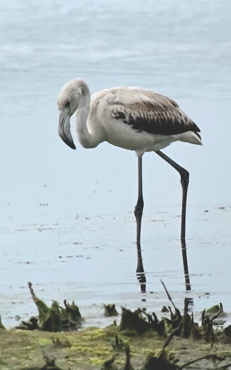 Фламінго рожевокрилий - ML646788912