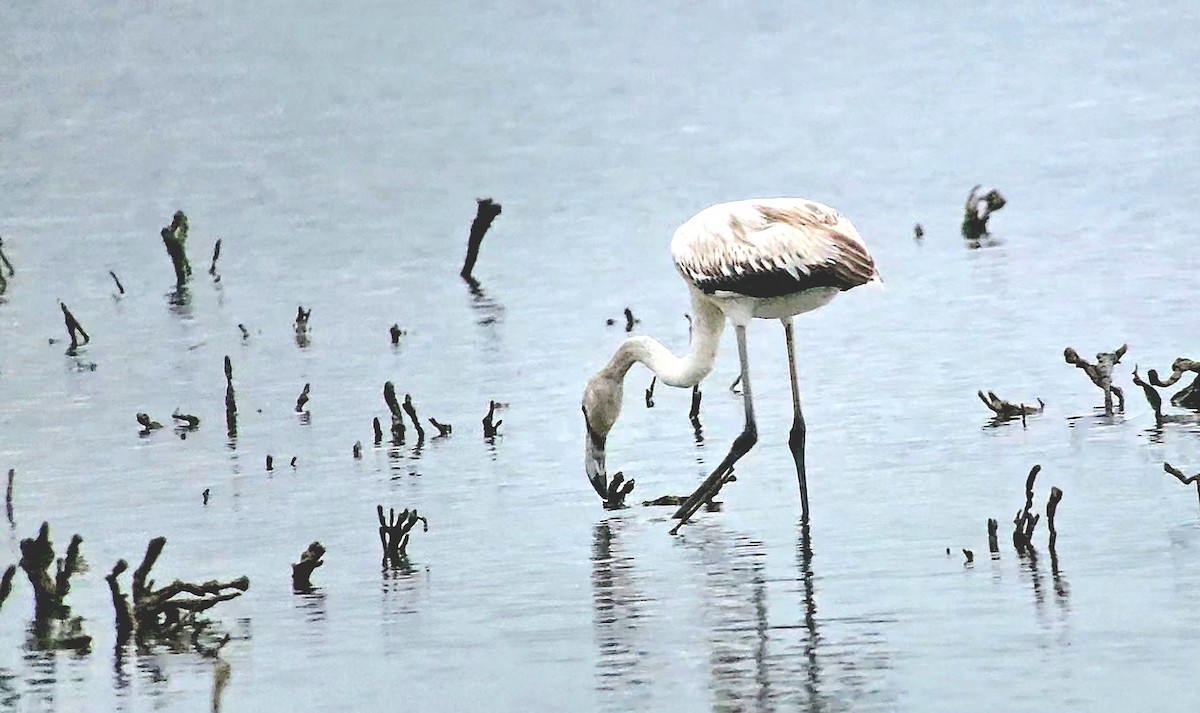 Фламінго рожевокрилий - ML646788913