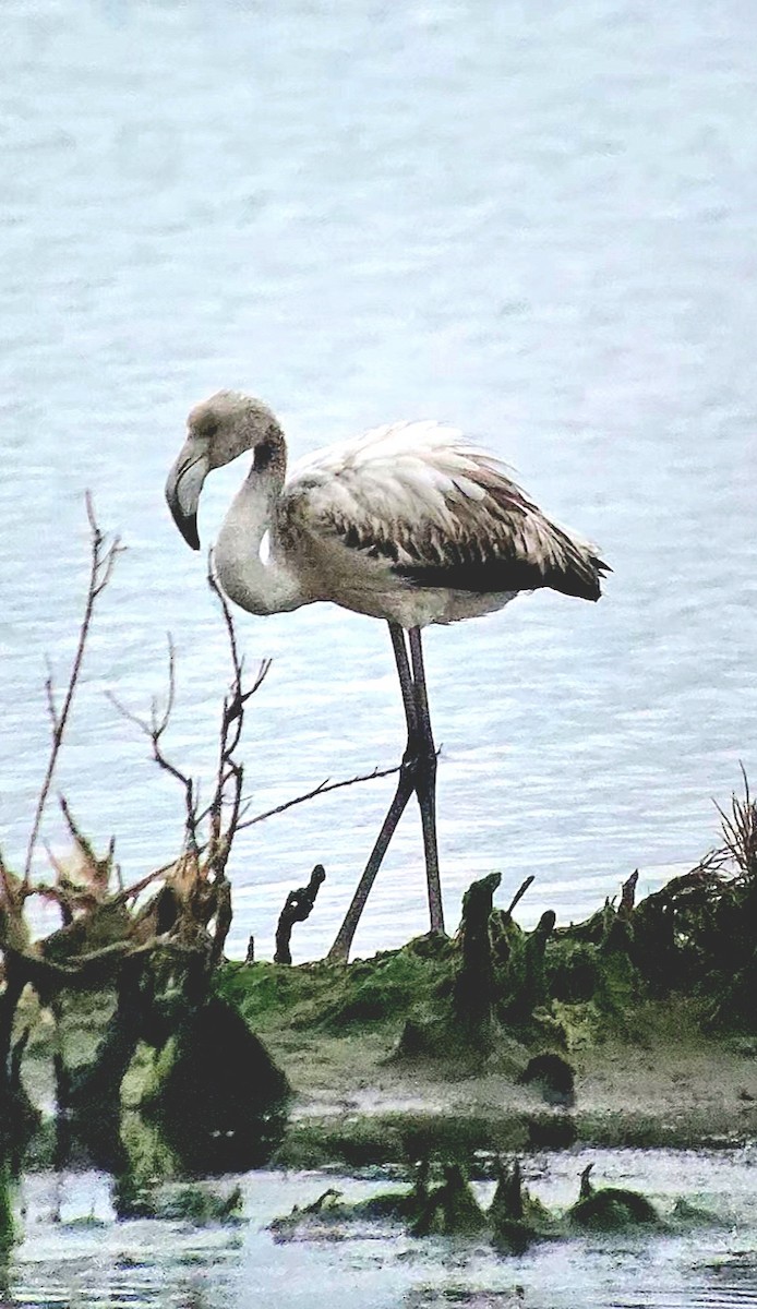 Фламінго рожевокрилий - ML646788914