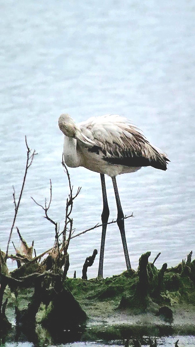 Фламінго рожевокрилий - ML646788915