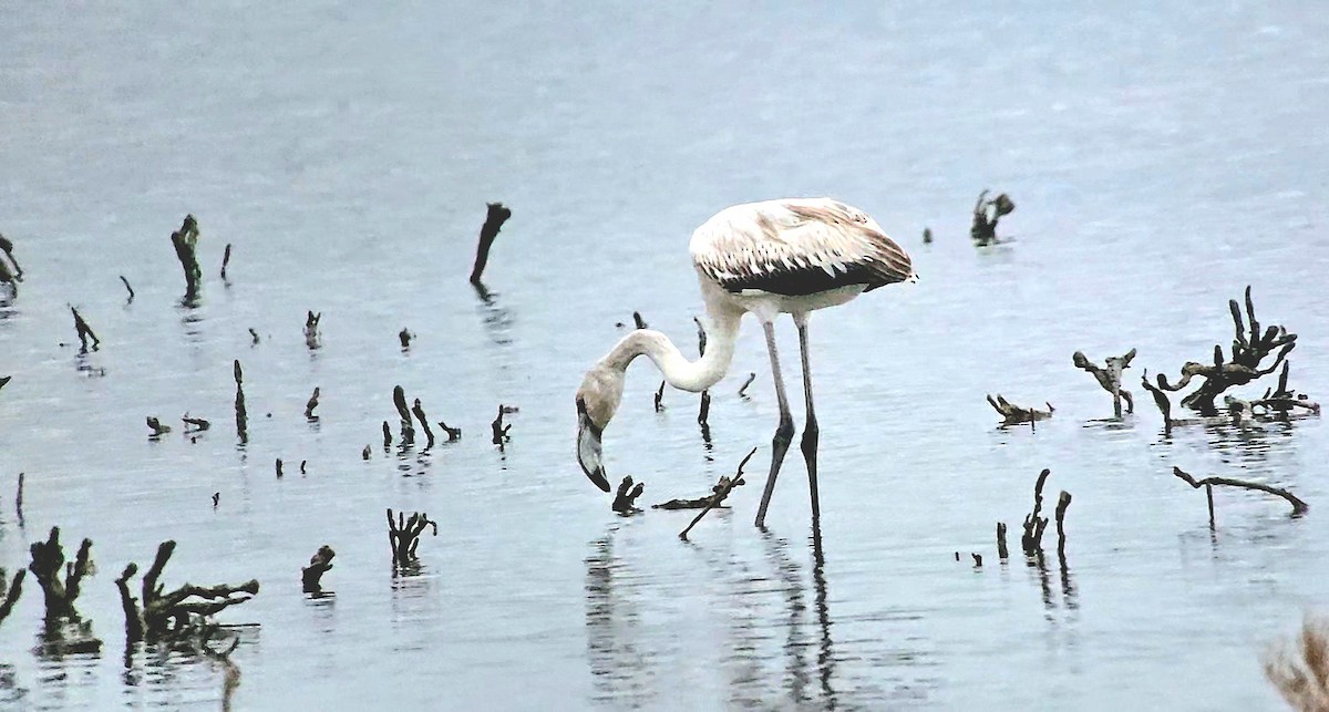 Фламінго рожевокрилий - ML646788916