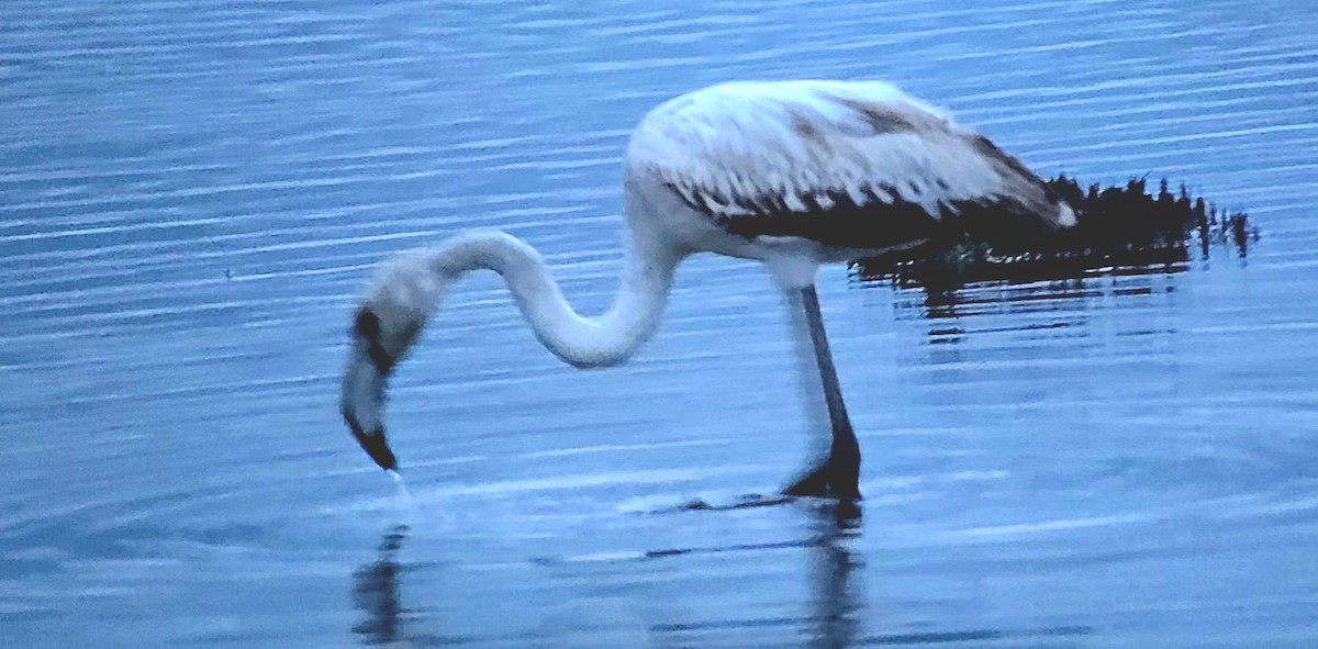 Фламінго рожевокрилий - ML646788917