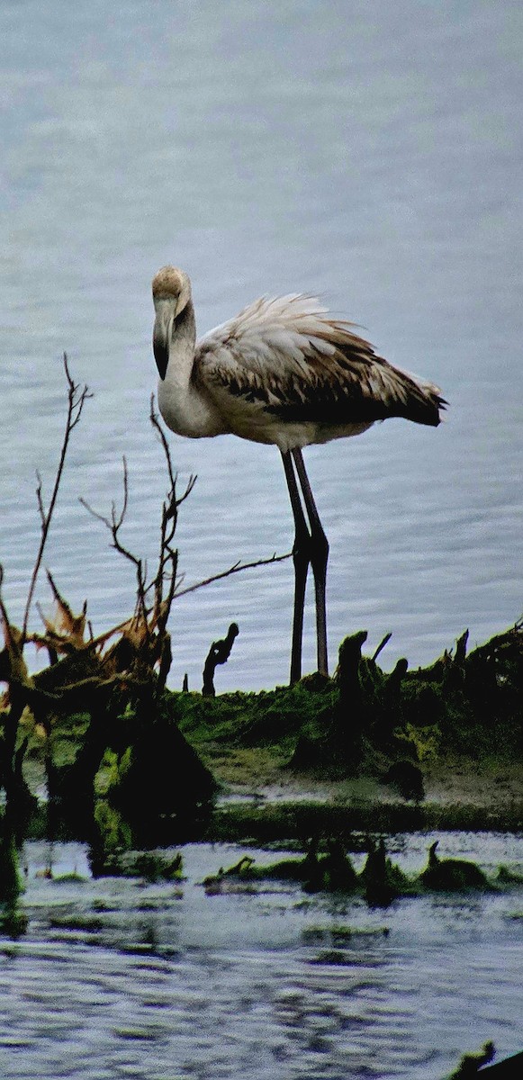 Фламінго рожевокрилий - ML646788918