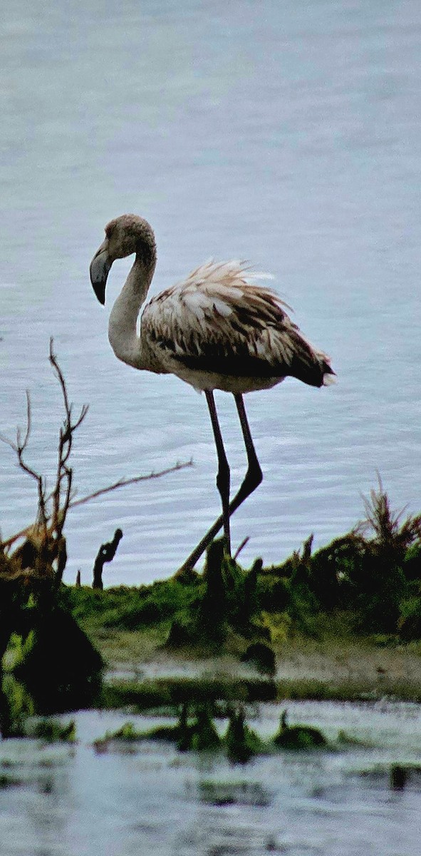 Фламінго рожевокрилий - ML646788919