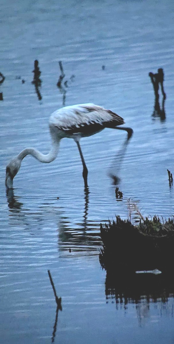 Фламінго рожевокрилий - ML646788920