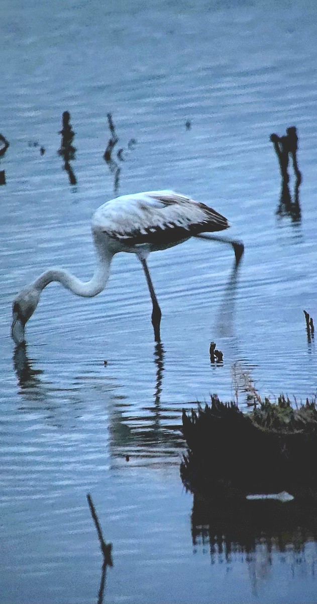 Фламінго рожевокрилий - ML646788921