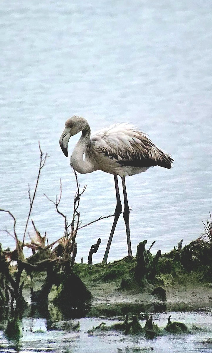 Фламінго рожевокрилий - ML646788922