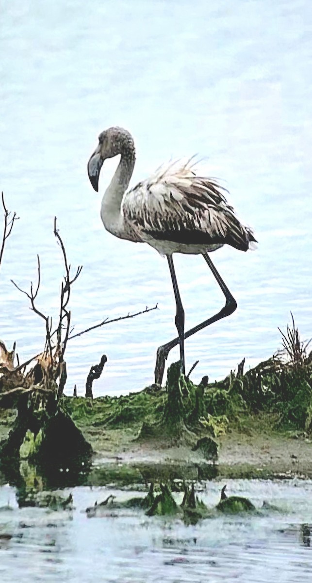 Фламінго рожевокрилий - ML646788923