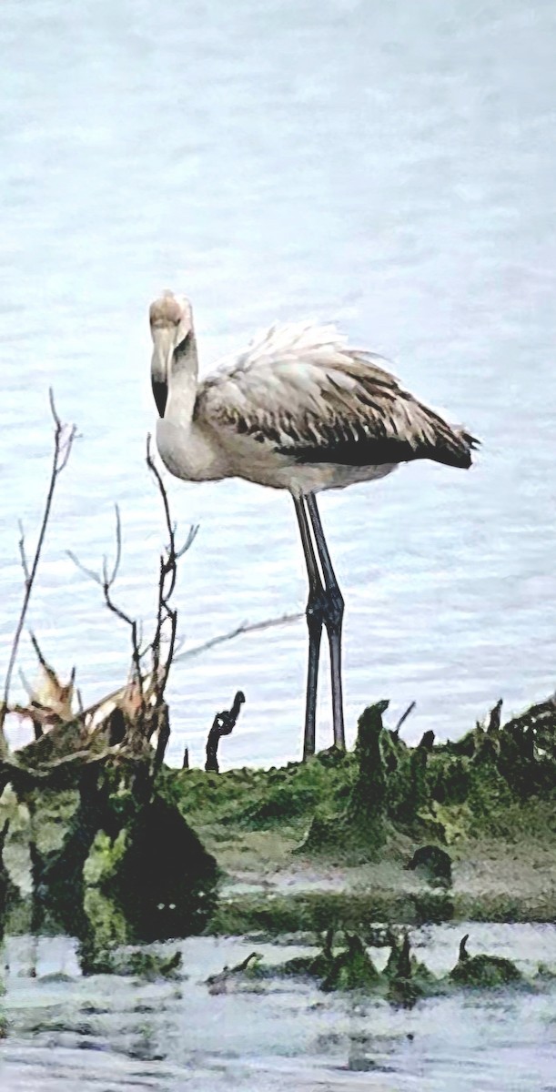 Фламінго рожевокрилий - ML646788924