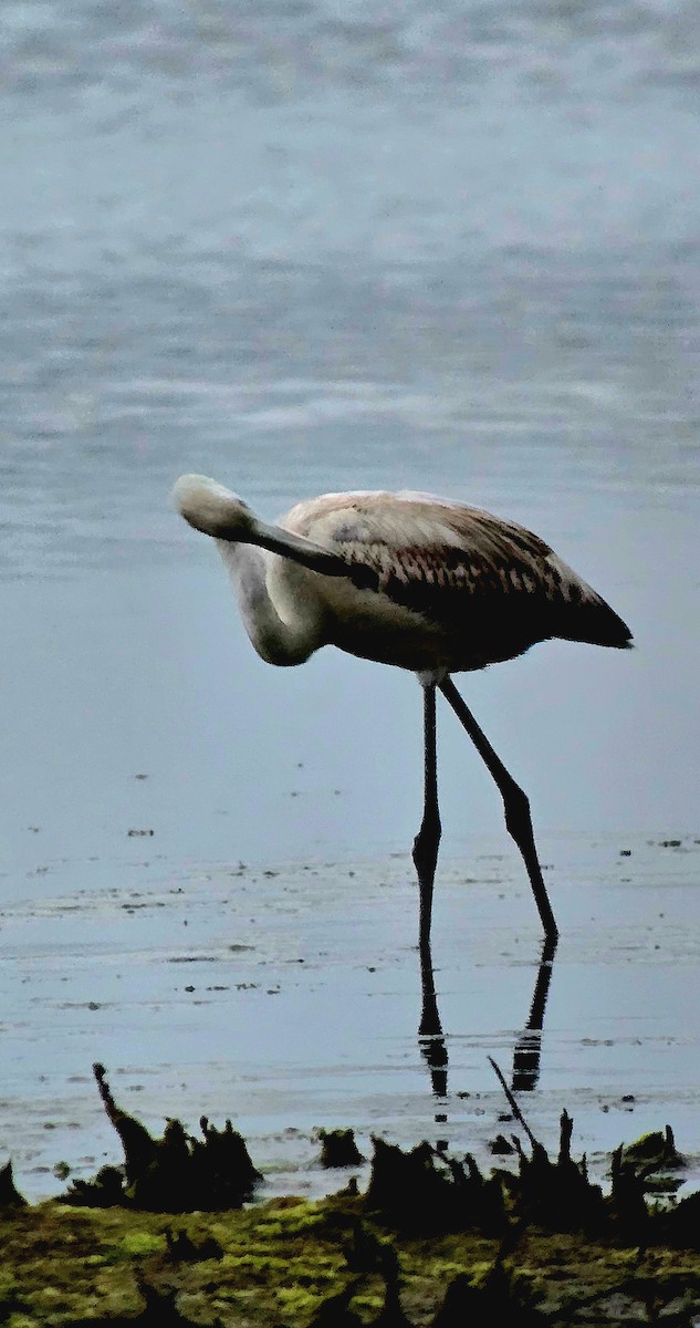 Фламінго рожевокрилий - ML646788925