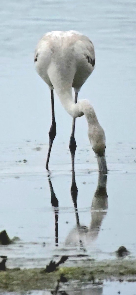 Фламінго рожевокрилий - ML646788926