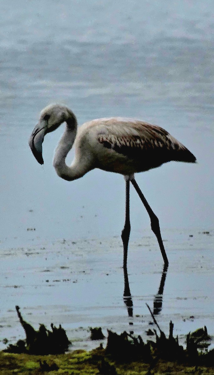 Фламінго рожевокрилий - ML646788927