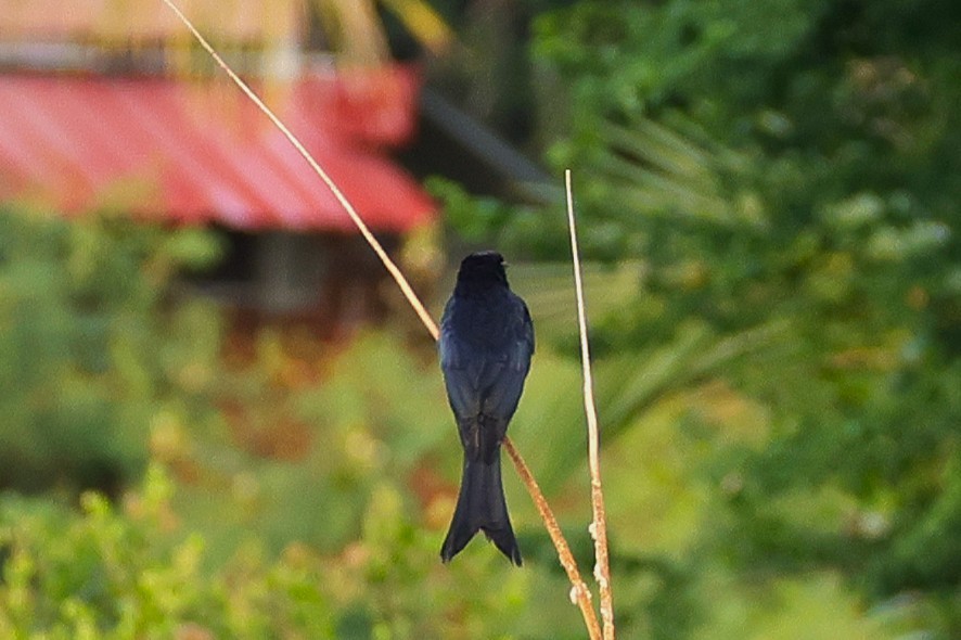 Black Drongo - ML646788928