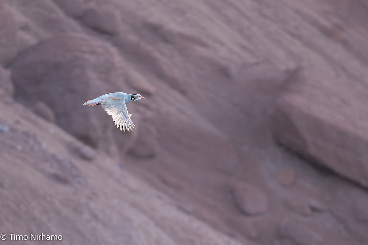 Barbary Partridge - ML646788929