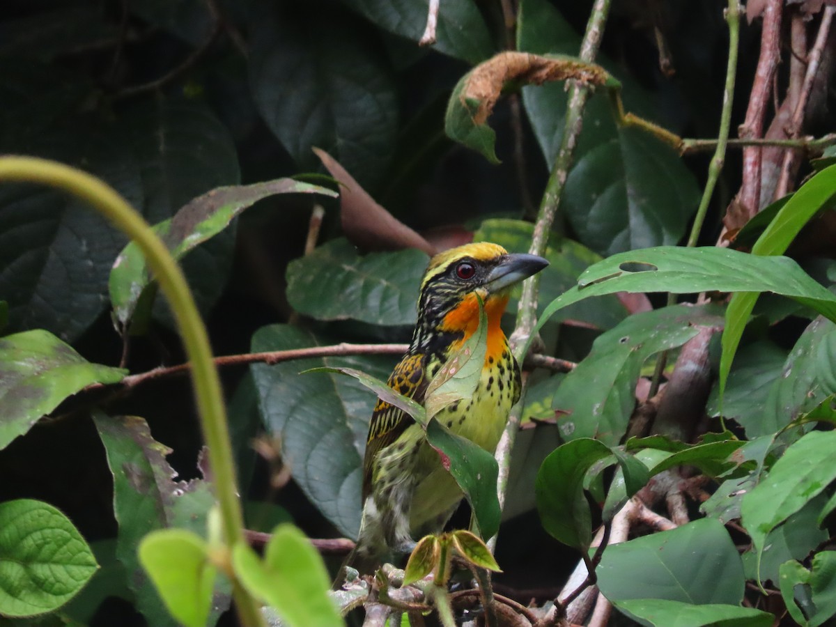 gyllenpanneskjeggfugl - ML646788940