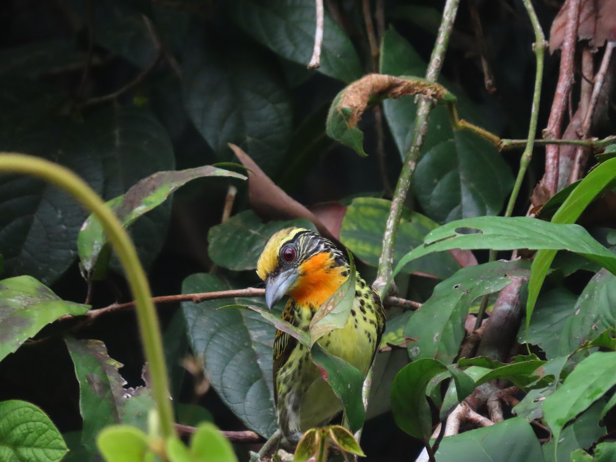 gyllenpanneskjeggfugl - ML646788941