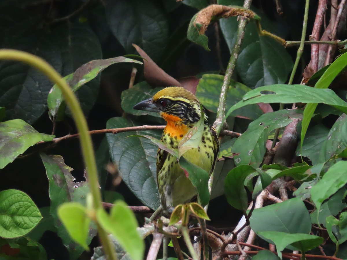 gyllenpanneskjeggfugl - ML646788942